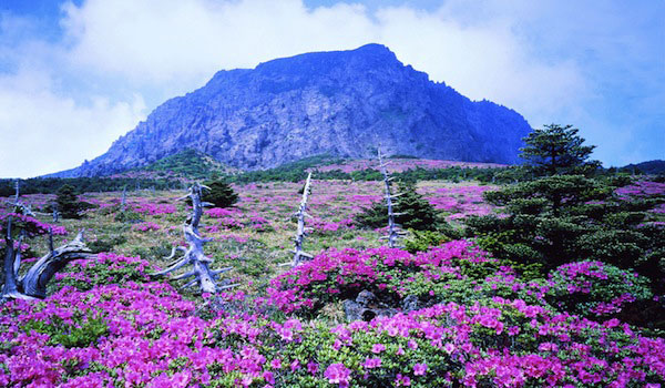 Vườn quốc gia Halla – San trong tour du lịch Hàn Quốc